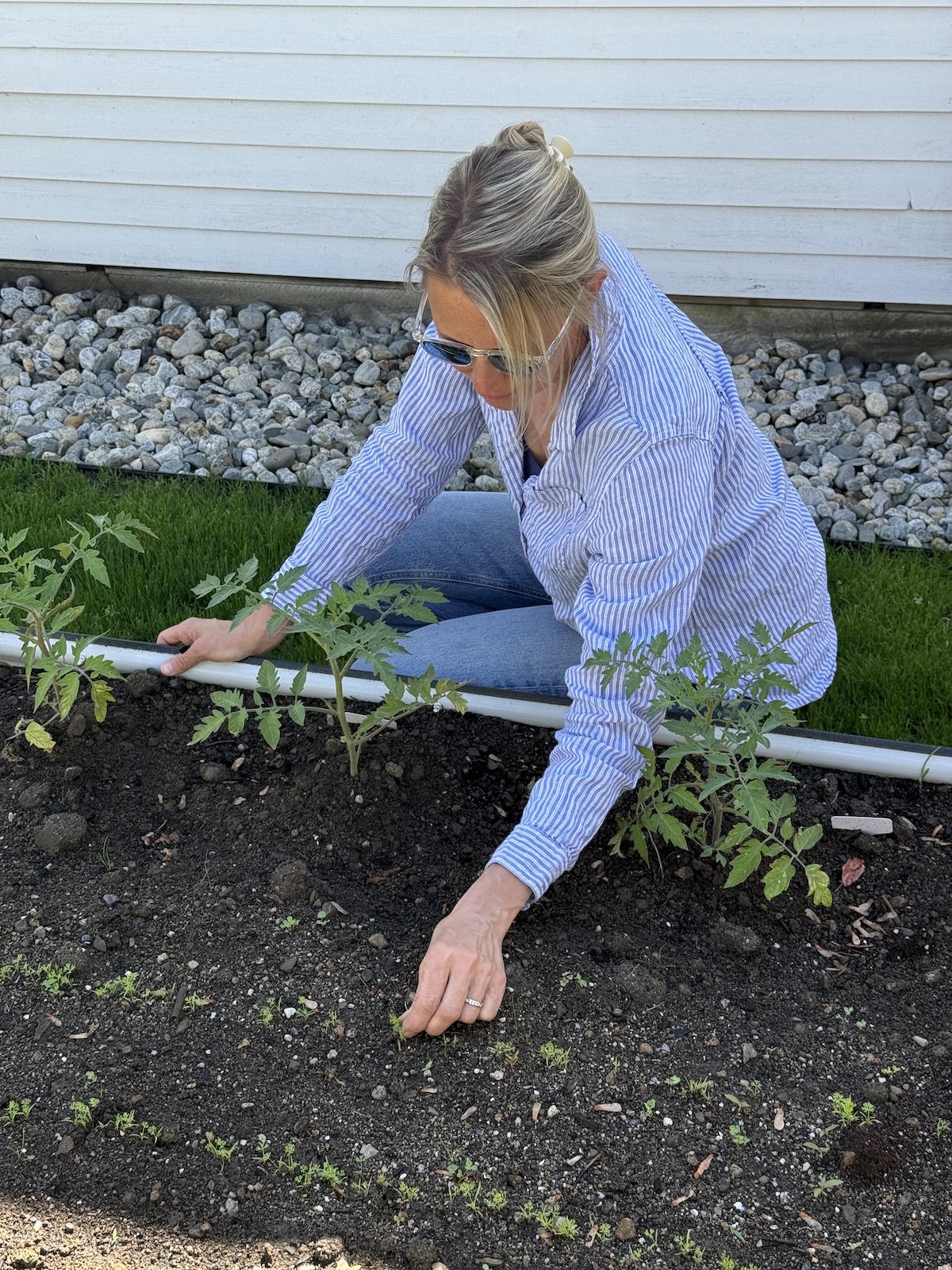 32 Tomato Plants and a Fence-Line Gamble: Garden Update