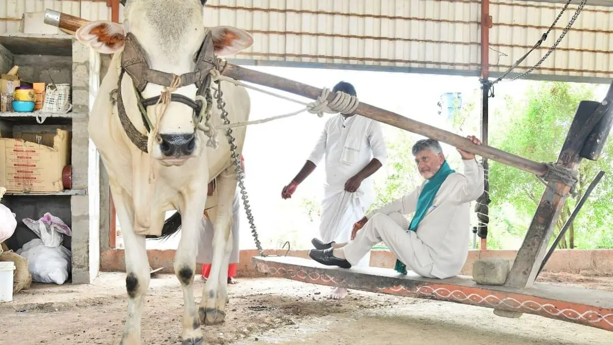 Andhra Pradesh's ₹3,125 Crore Farmer Payout: Rural Demand Boost
