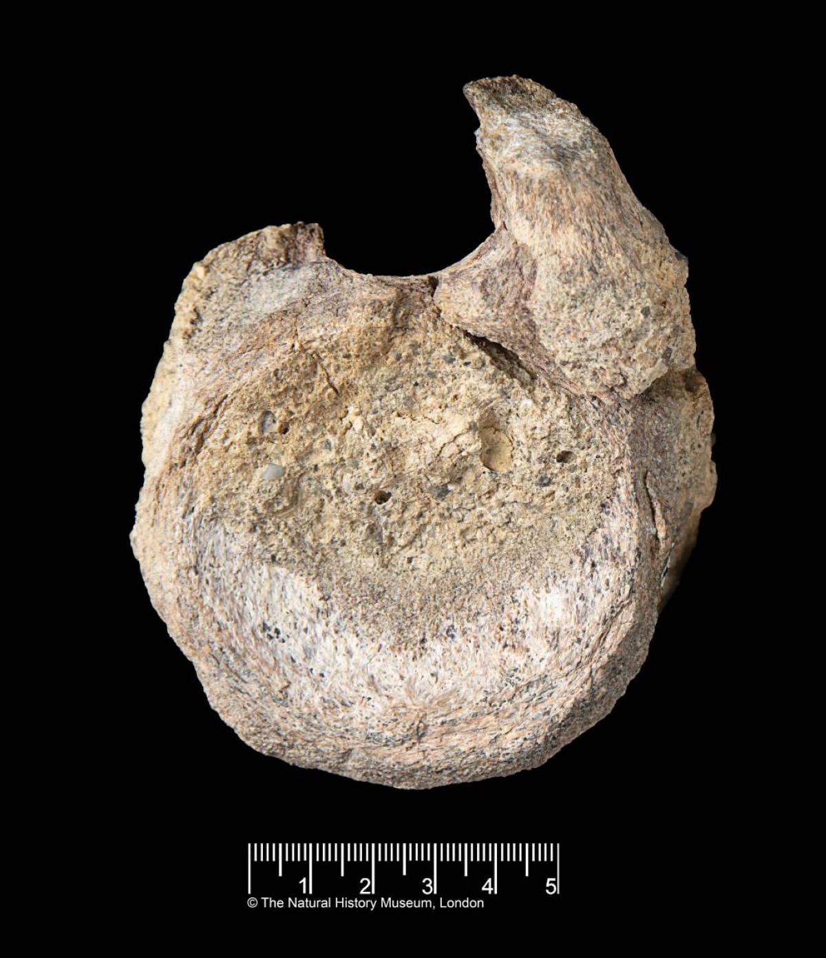Antarctic Dinosaur Fossil Found in a Drawer After 40 Years
