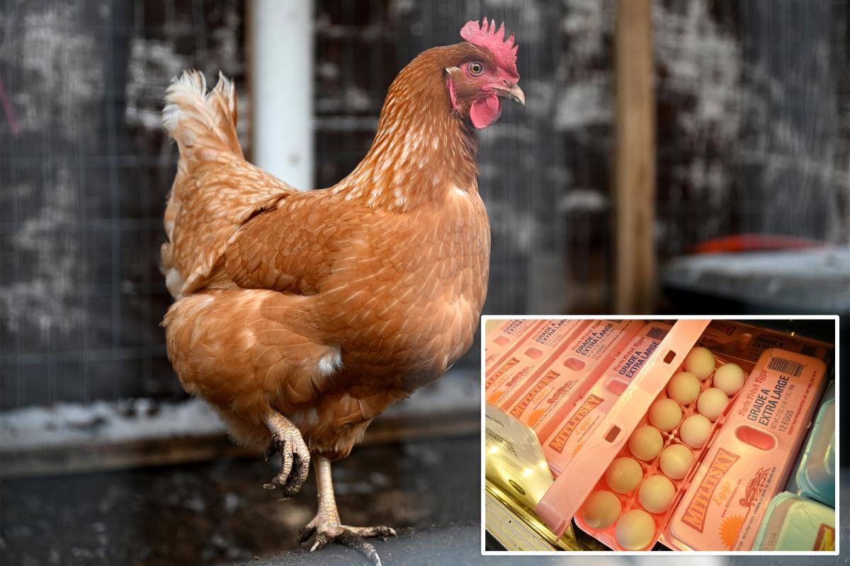 Egg Price Fixing: Cal-Maine, JBS Settle for $3.3 Million