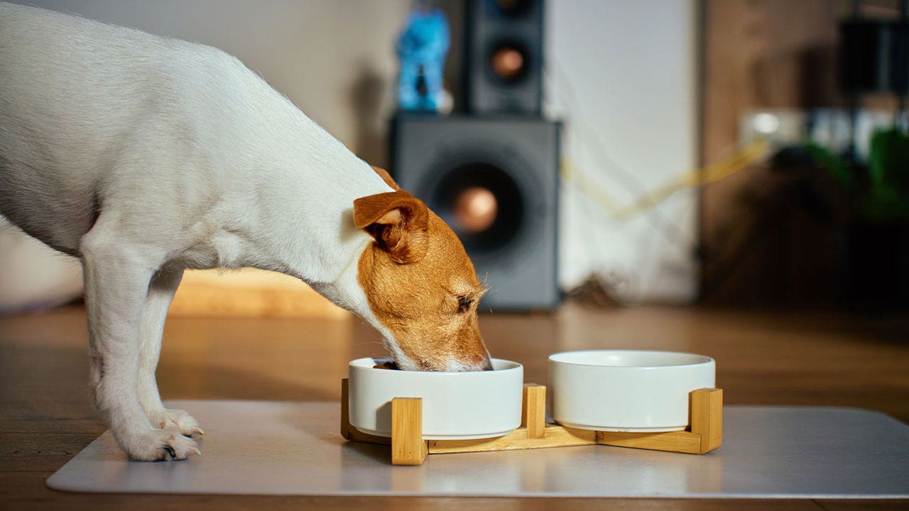 Fromm recalls 5,800 cases of dog food over metal contamination