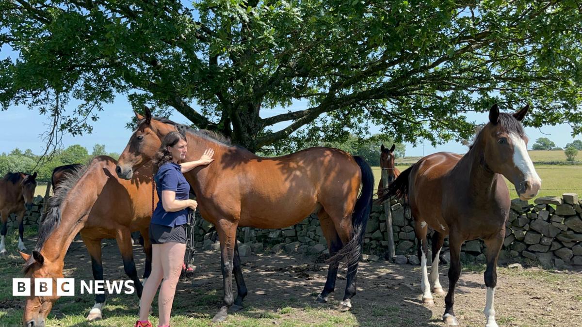 Horse Livery Demand Surges as Owners Struggle With Rising Costs