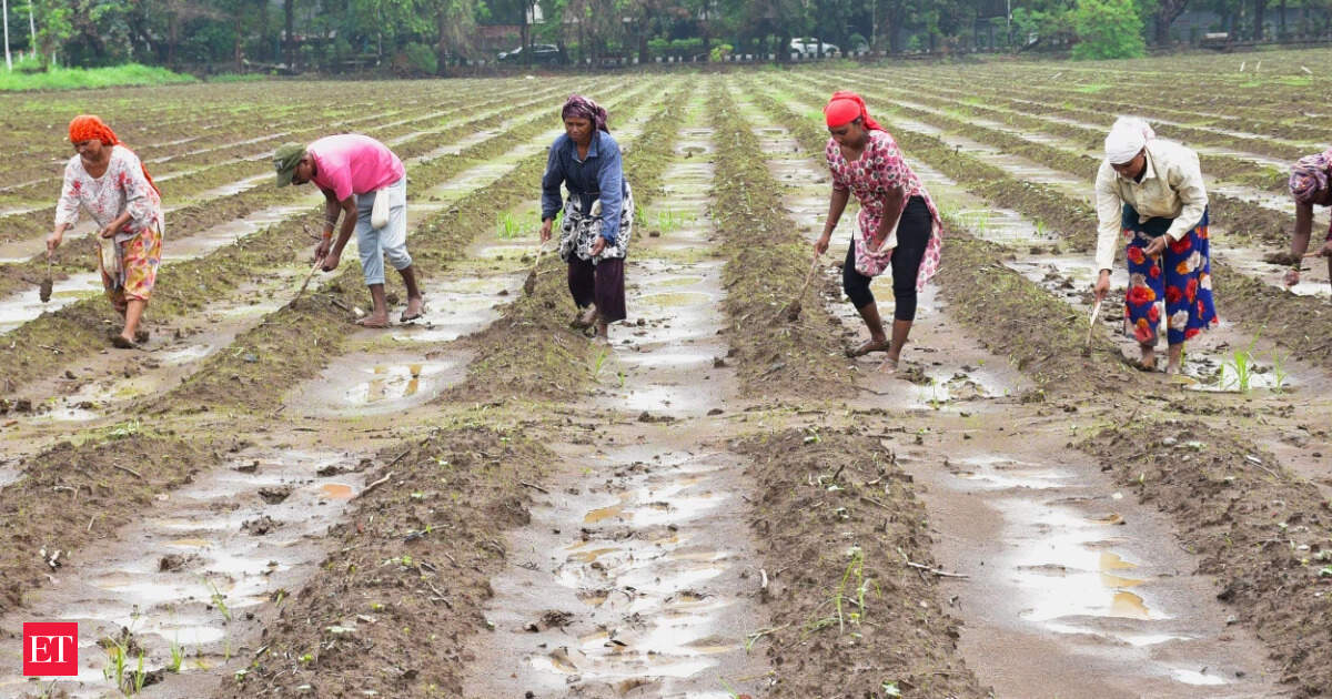 India Kharif Sowing Drop Pushes Rice, Pulse Prices Higher