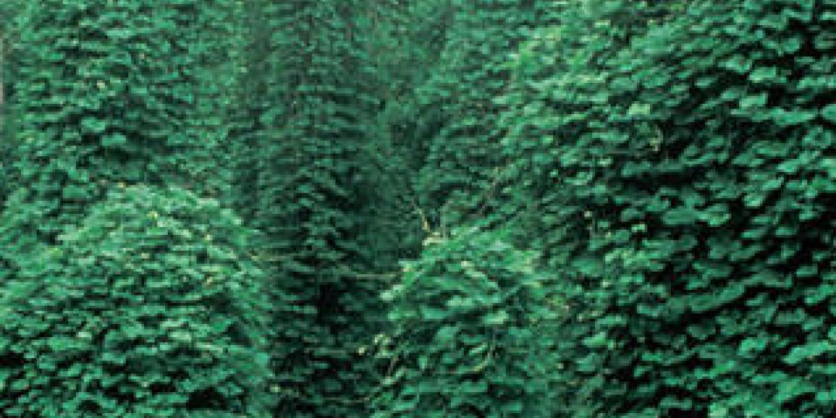 Kudzu: Another “Gift” to America from the USDA