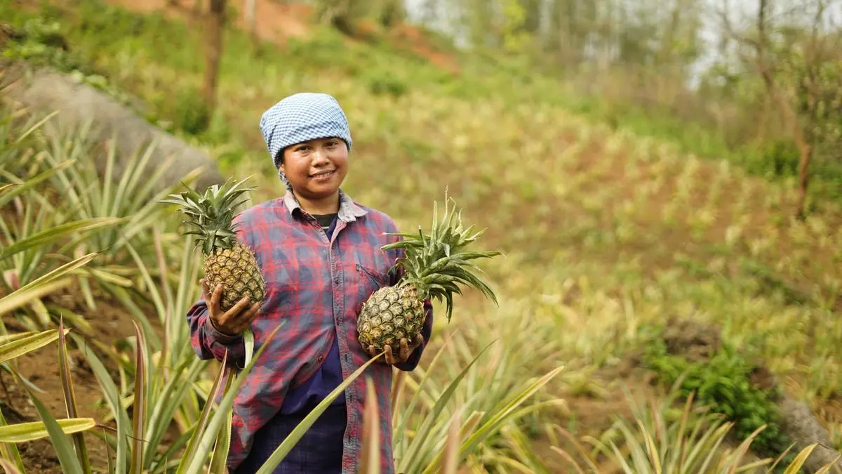 Meghalaya Pineapple Sales Double to 30 Tonnes at Delhi Festival