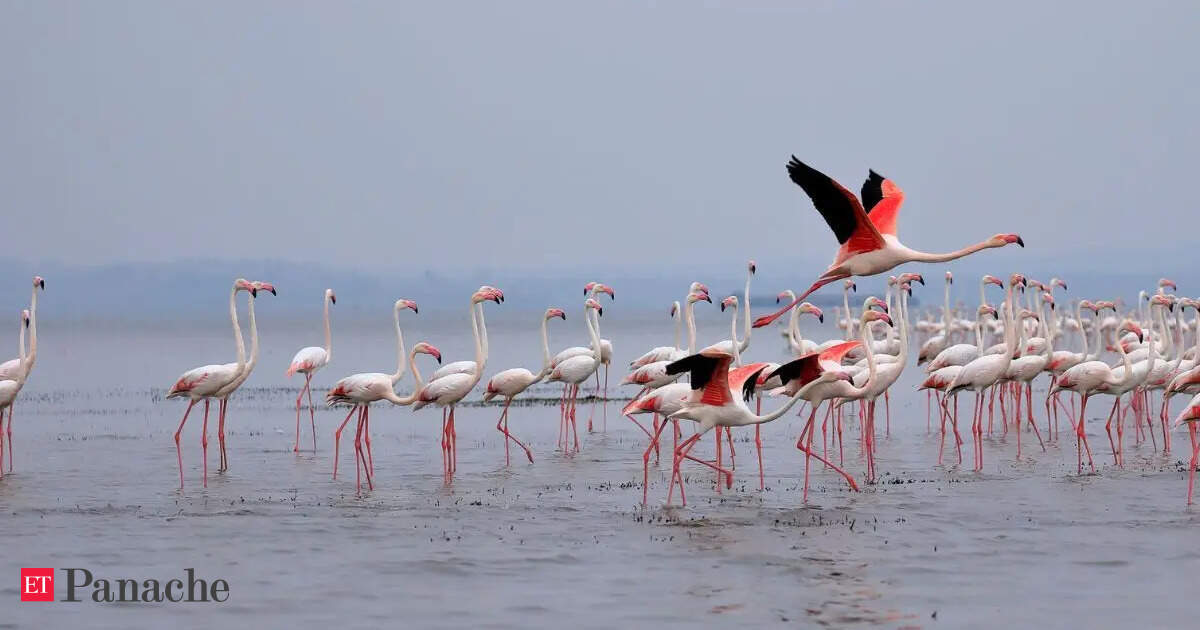 Natural Capital: The Ecological and Economic Significance of Pulicat Lake’s Annual Flamingo Migration