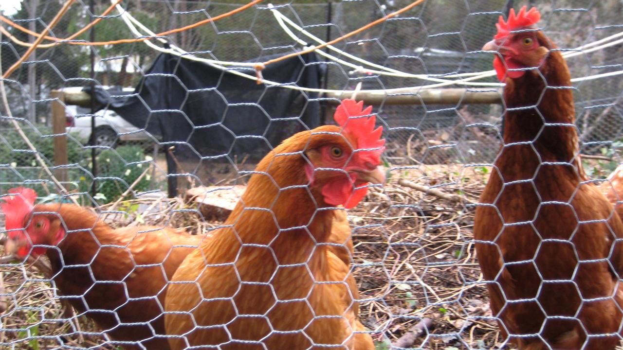 PNG Blocks Australian Poultry After Bird Flu Detection