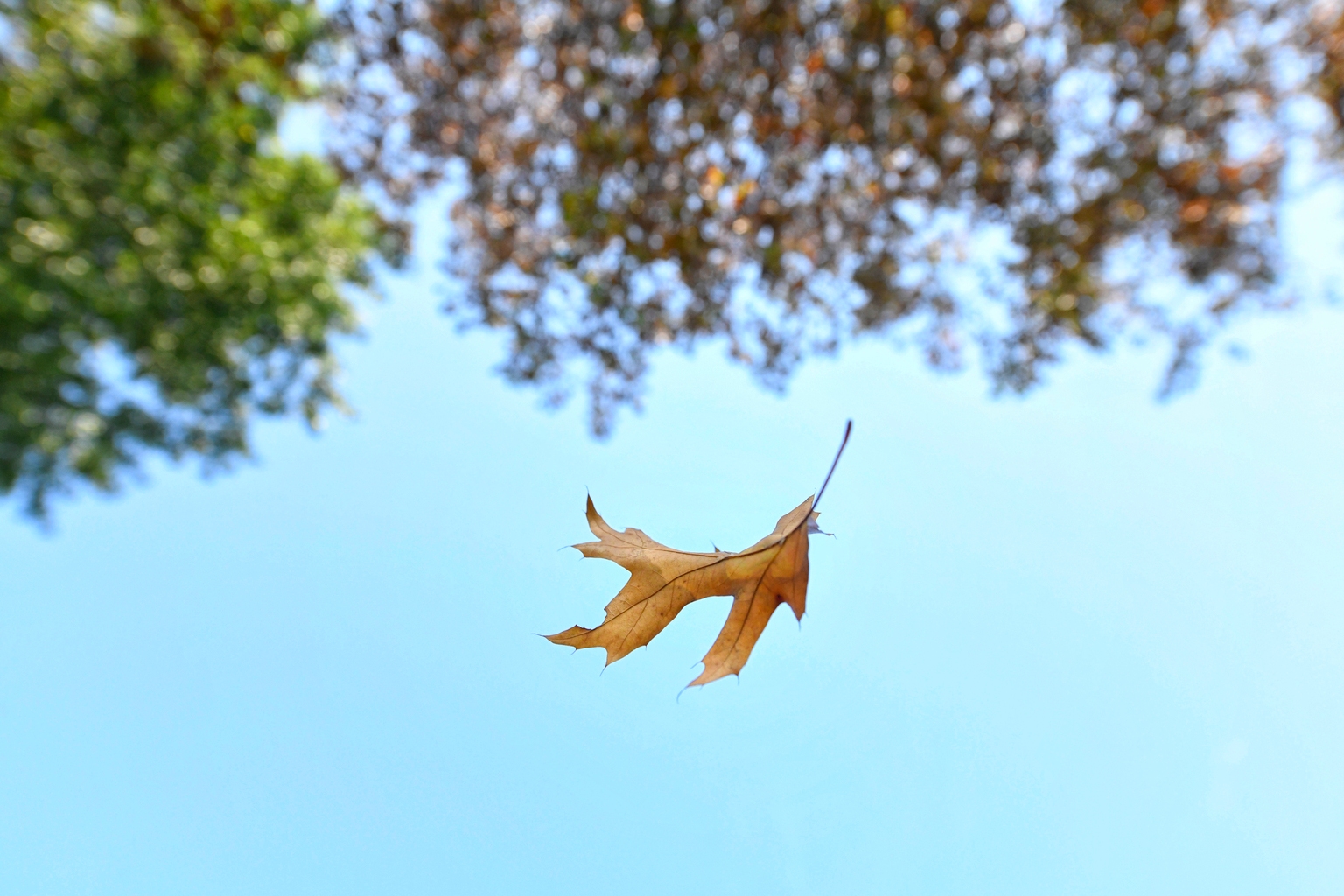 Private Credit Under Pressure: Why BIZD Faces a Reckoning Amid Rising Non-Accruals