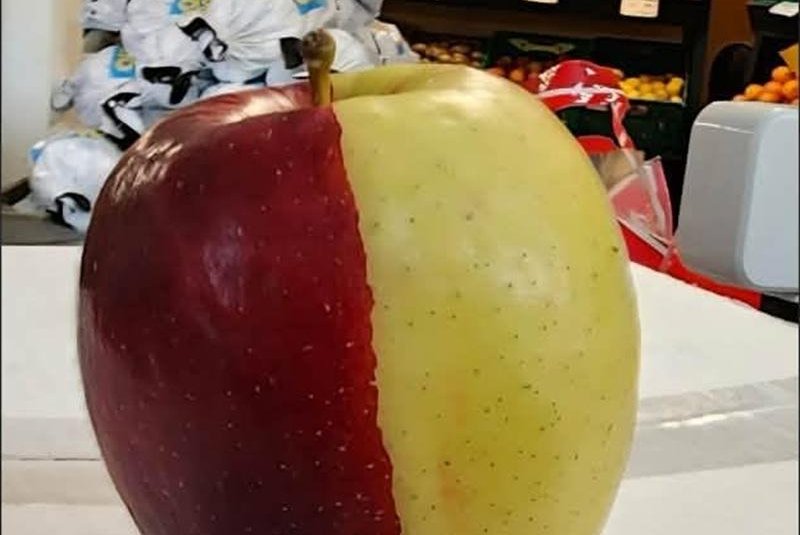 Rare chimera apple draws crowds to New Zealand store