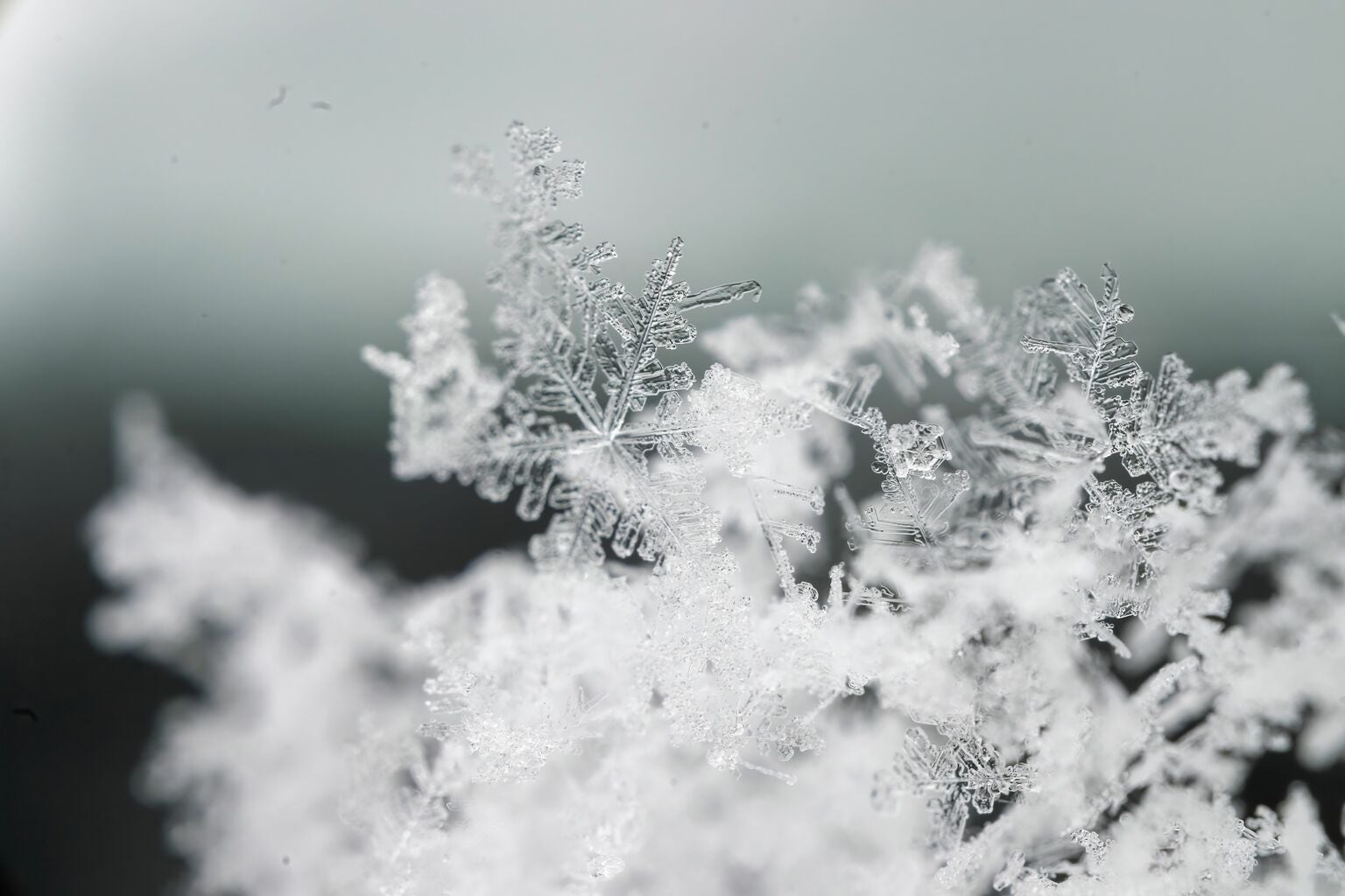 Snowflake Inc. Sees Bullish Re-Rating as AI-Driven 'Agentic' Workflow Adoption Accelerates