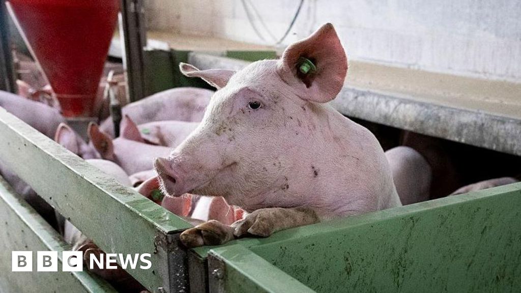 Spanish Pork Sector Faces Export Crisis Amid African Swine Fever Concerns