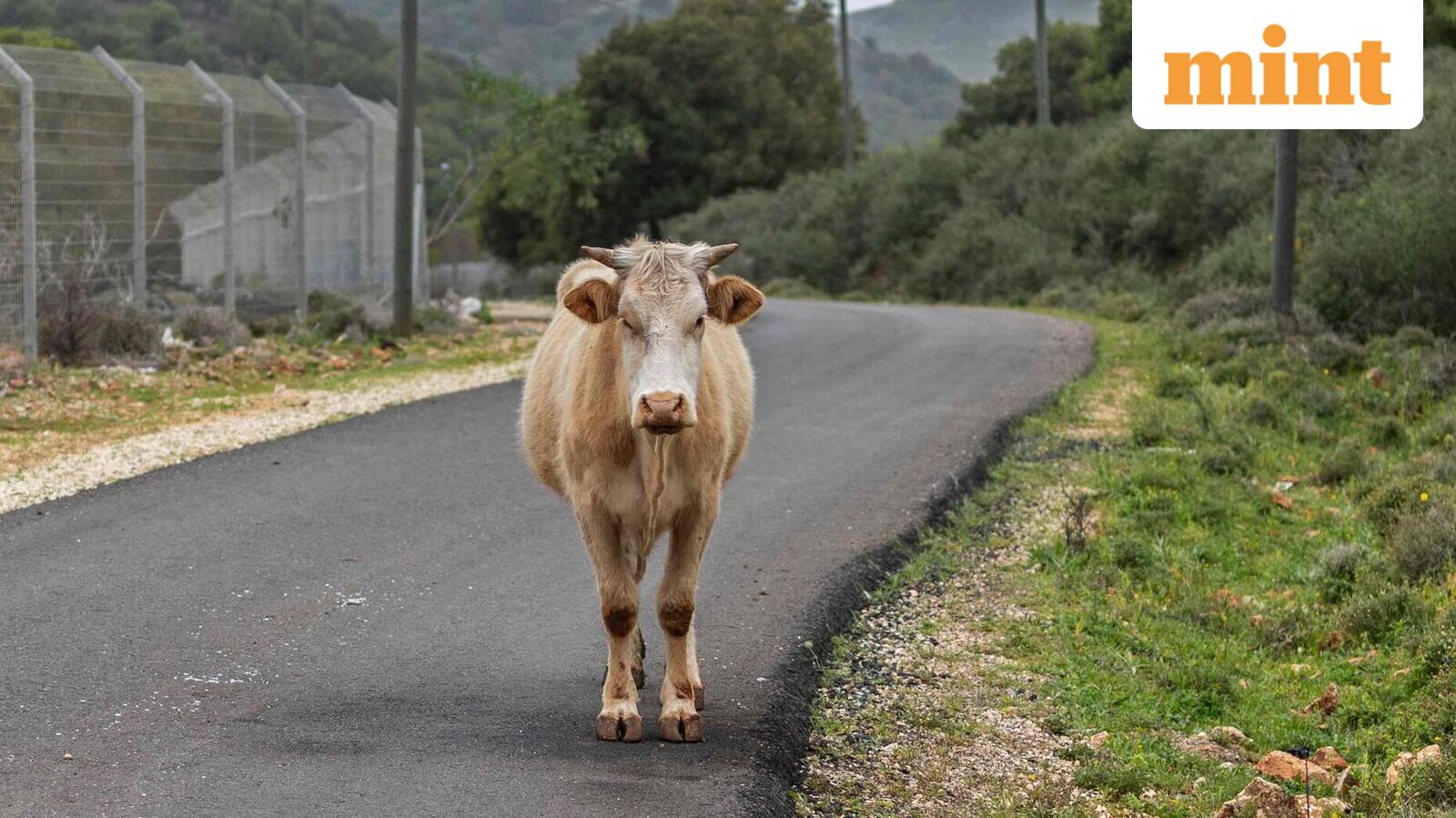 Supreme Court Directs Government Action on Stray Cattle Along Indian Highways
