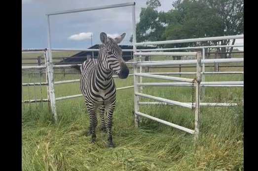 Unconventional Market Disruptor: Zebra Loose in Placer County Safely Secured