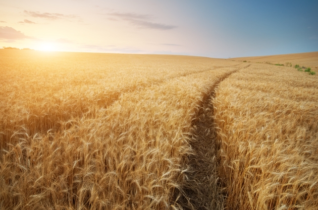 Wheat Futures Retreat as Middle East Ceasefire Signals Supply Chain Normalization