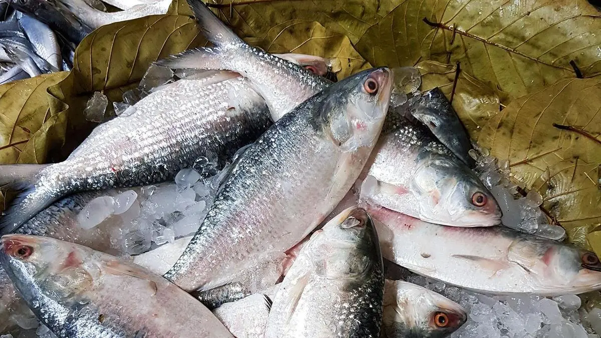 Zappfresh Signs Assam Aqua Deal for 300-Tonne Fish Farm