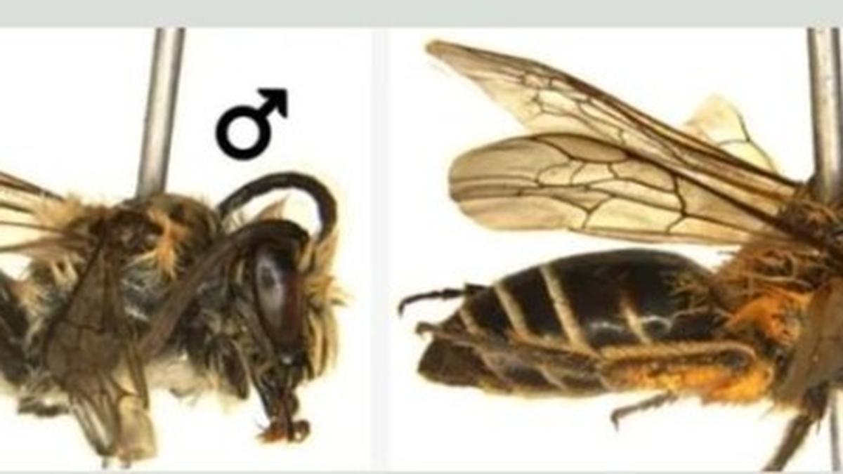ZSI finds rare solitary Himalayan bee in Arunachal